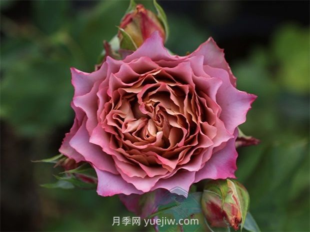 英倫節(jié)拍月季的優(yōu)缺點是什么？(圖1)