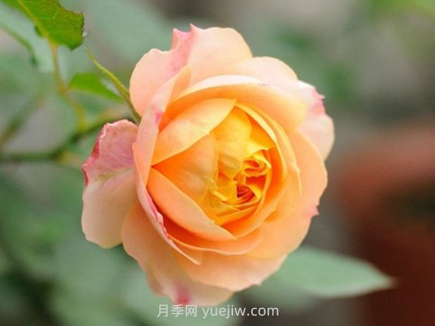 浪漫寶貝月季的優(yōu)缺點是什么？(圖1)