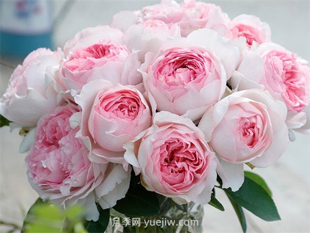伊芙乙女心月季的優(yōu)缺點(diǎn)是什么？(圖1)