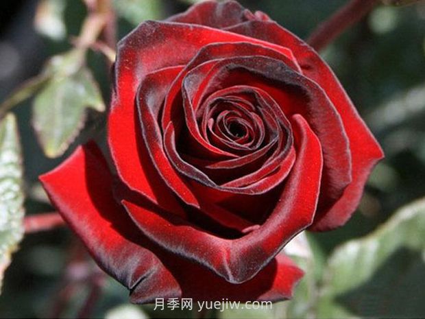 黑魔術(shù)月季的優(yōu)缺點(diǎn)是什么？(圖1)