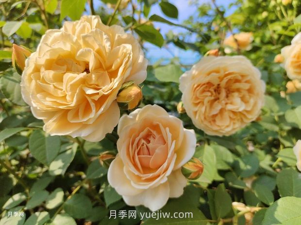 瑪格麗特王妃月季的優(yōu)缺點(diǎn)是什么？(圖1)