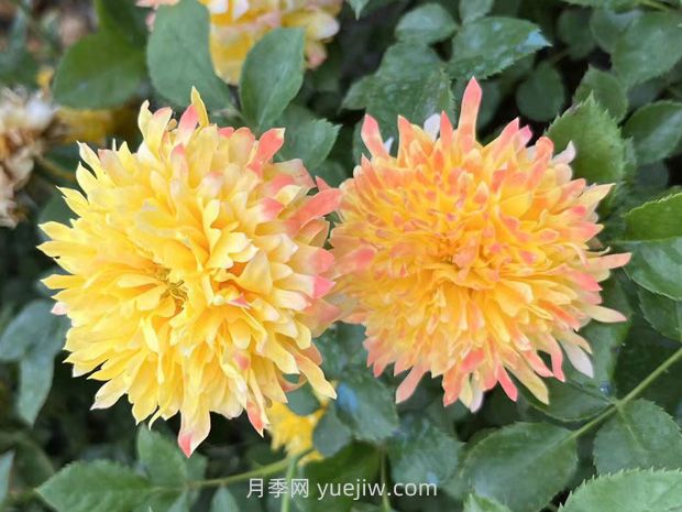 煙花波浪月季的優(yōu)缺點(diǎn)是什么？(圖1)