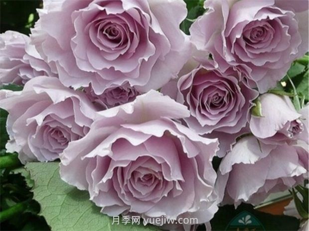 紫色白色的完美結(jié)合，蜻蜓月季有什么優(yōu)缺點(diǎn)？(圖1)