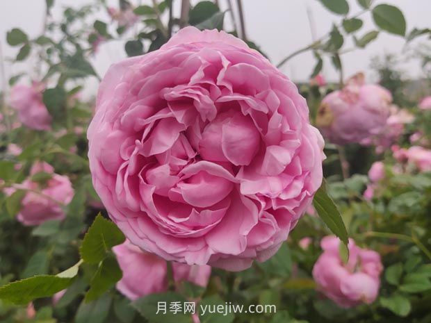粉嫩可愛的自由精神月季優(yōu)缺點(diǎn)有什么？(圖1)