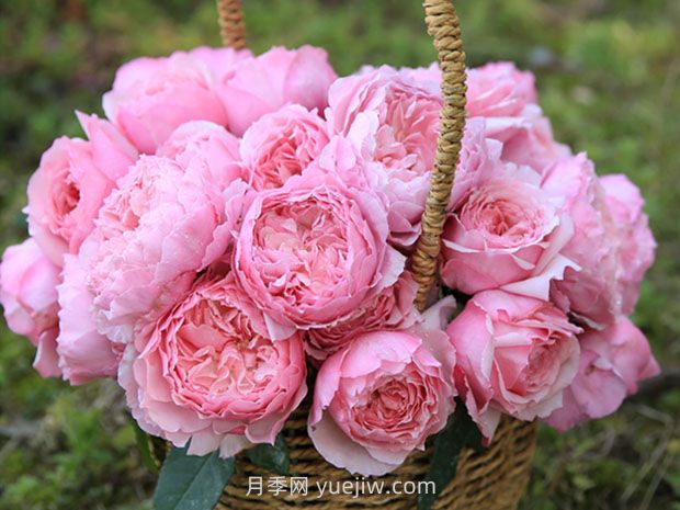 美咲月季的優(yōu)缺點是什么？(圖1)