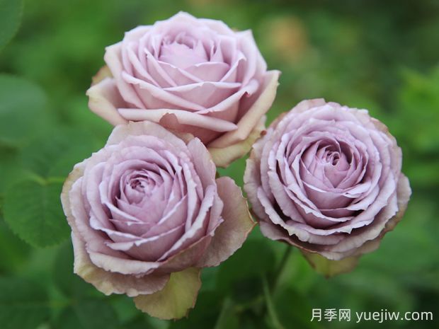 紫丁香月季的優(yōu)缺點(diǎn)是什么？(圖1)