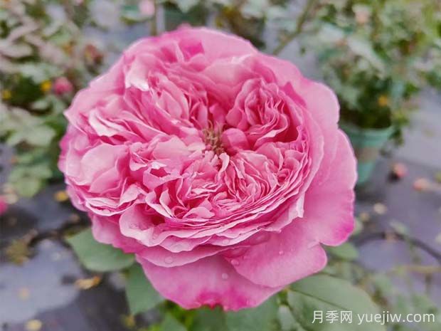 凱麗月季的優(yōu)缺點是什么？(圖1)