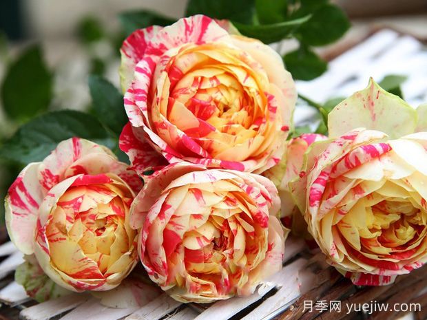 狂歡派對月季的優(yōu)缺點(diǎn)是什么？(圖1)