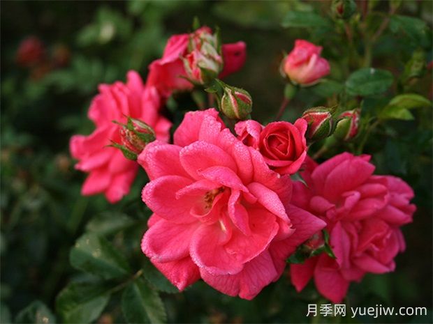 寒地玫瑰月季的優(yōu)缺點(diǎn)是什么？(圖1)