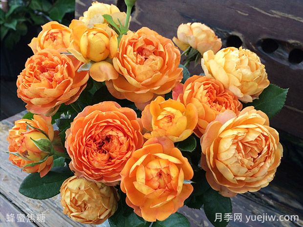 蜂蜜焦糖月季的優(yōu)缺點(diǎn)是什么？(圖1)