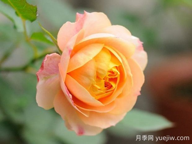 浪漫寶貝月季優(yōu)缺點(diǎn)有哪些？為何如此火爆(圖1)