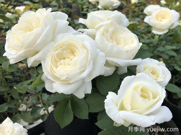 婚禮之路月季的優(yōu)缺點(diǎn)，看看花友怎么說(圖1)