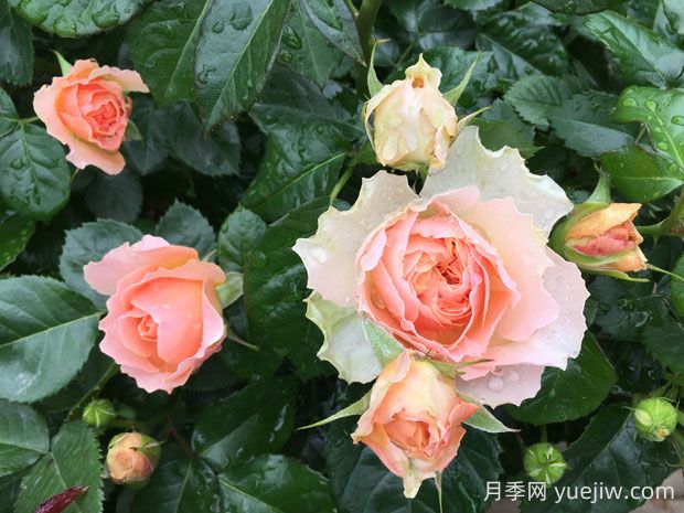 木星王月季的優(yōu)缺點是什么？(圖1)