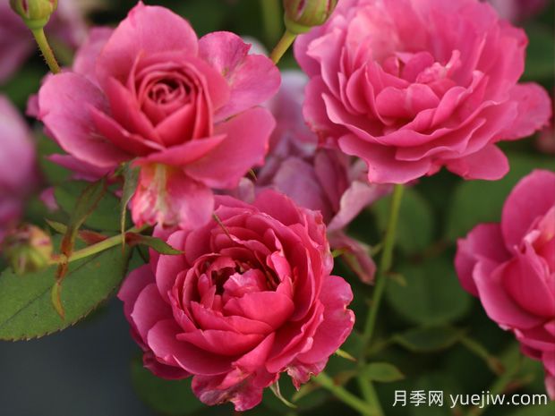 葵月季的優(yōu)缺點(diǎn)是什么？(圖1)