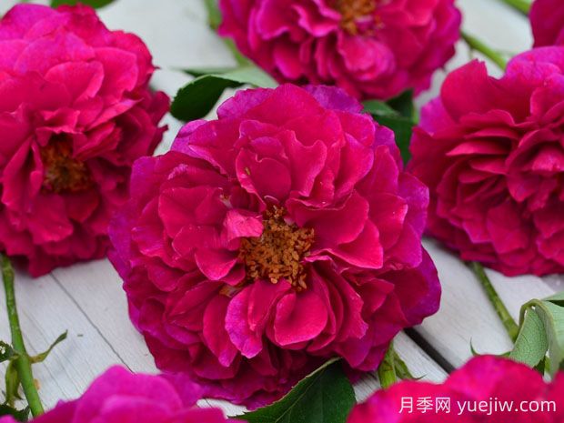 暮光之城月季優(yōu)缺點(diǎn)分析，獨(dú)具魅力的紫紅色(圖1)