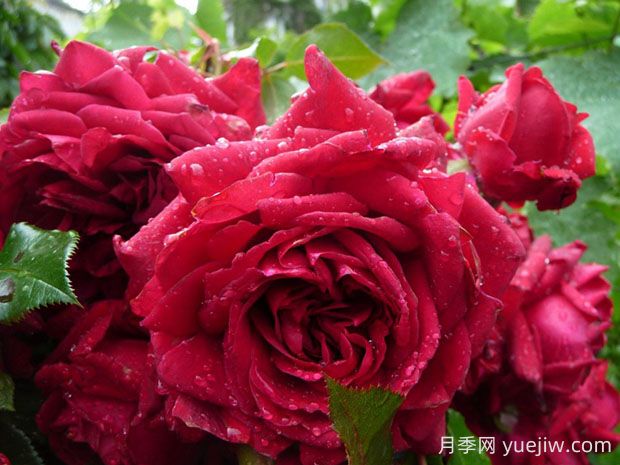 玫瑰國度的天使月季的優(yōu)缺點(diǎn)是什么？(圖1)