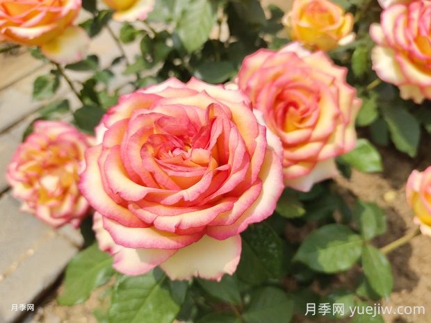 阿班斯月季的優(yōu)缺點(diǎn)是什么？(圖1)