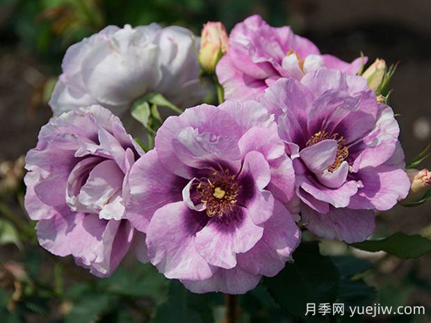 你的眼睛月季的優(yōu)缺點(diǎn)是什么？(圖1)