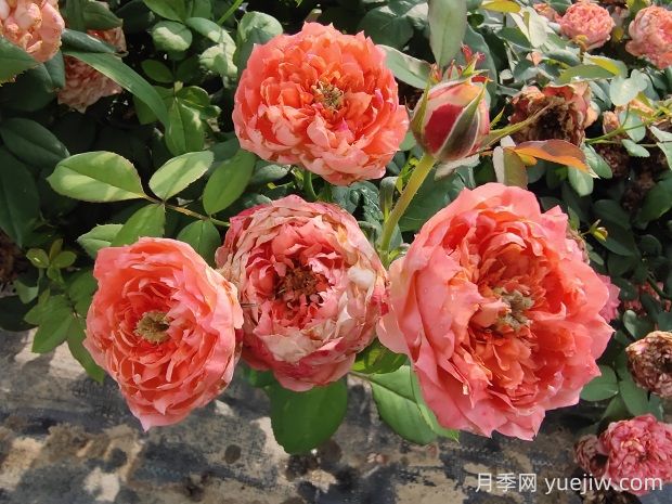 斑馬耐心月季有什么優(yōu)缺點(diǎn)？(圖1)