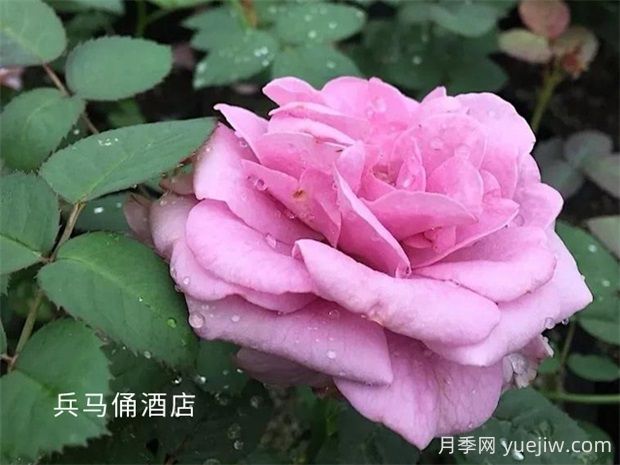 兵馬俑酒店月季的優(yōu)缺點是什么？(圖1)