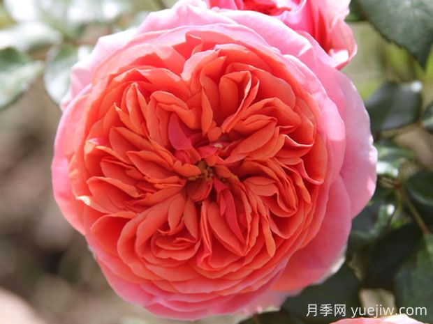 音樂廳月季的優(yōu)缺點(diǎn)是什么？(圖1)