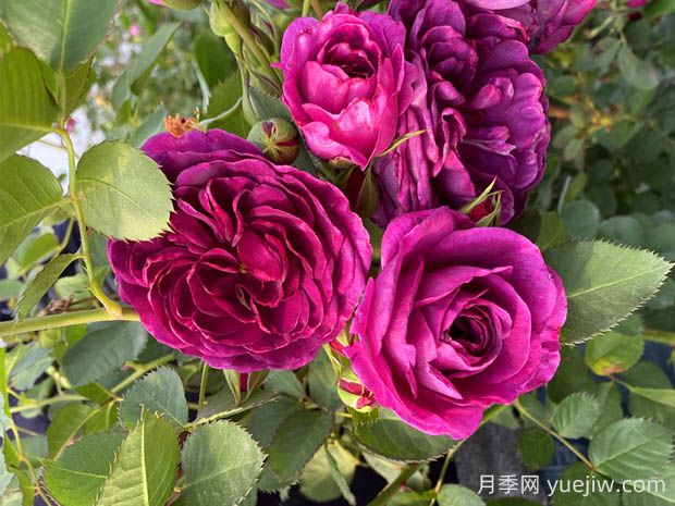 海潮之聲月季的優(yōu)缺點是什么？(圖1)