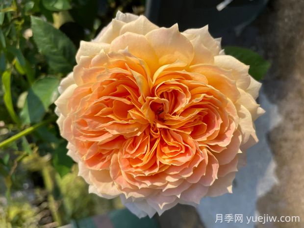 焦糖古董月季的優(yōu)缺點是什么？(圖1)