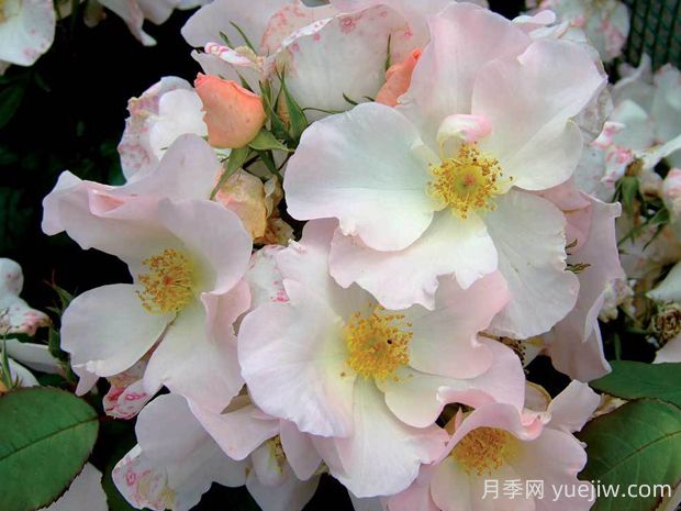 莎莉福爾摩斯月季的優(yōu)缺點是什么？(圖1)