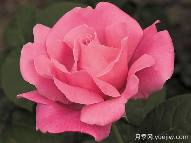 香歡喜月季的優(yōu)缺點(diǎn)是什么？(圖1)