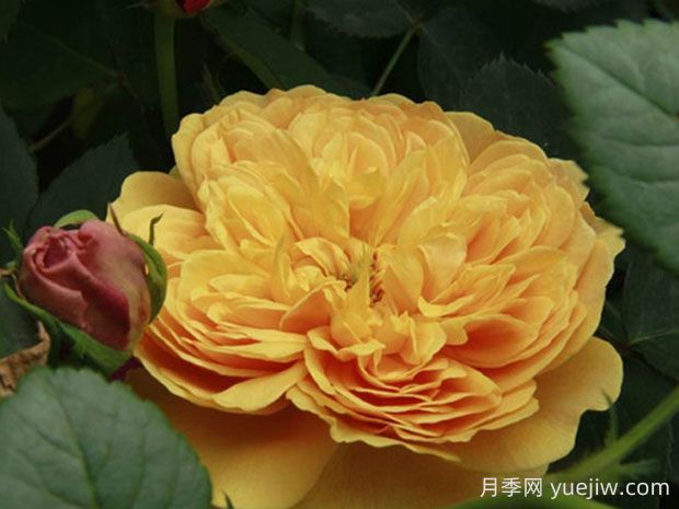 利亞圖圖月季的優(yōu)缺點(diǎn)是什么？(圖1)