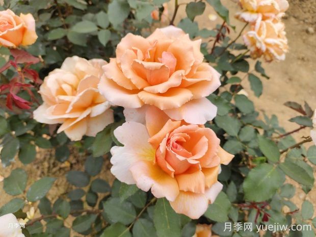 杰斯塔喬伊月季的優(yōu)缺點是什么？(圖1)