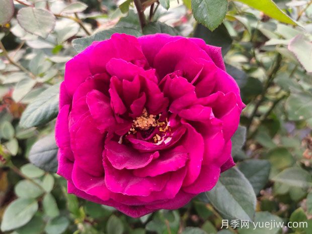 皇宮月季的優(yōu)缺點是什么？(圖1)