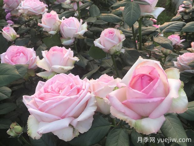 樂天派月季優(yōu)缺點有哪些？(圖1)