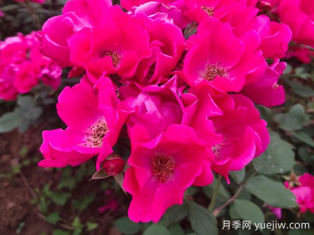 小桃紅月季的優(yōu)缺點是什么？(圖1)