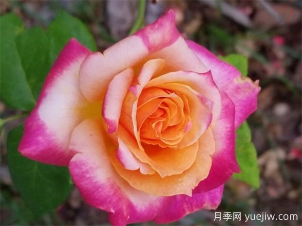 百老匯月季的優(yōu)缺點是什么？(圖1)