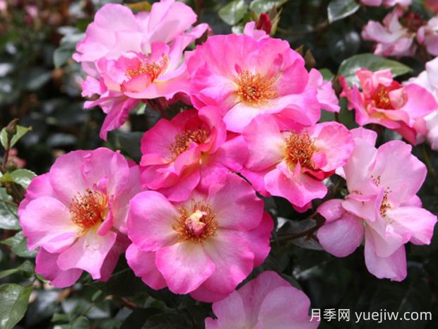 碧璽電氣石月季的優(yōu)缺點(diǎn)是什么？(圖1)