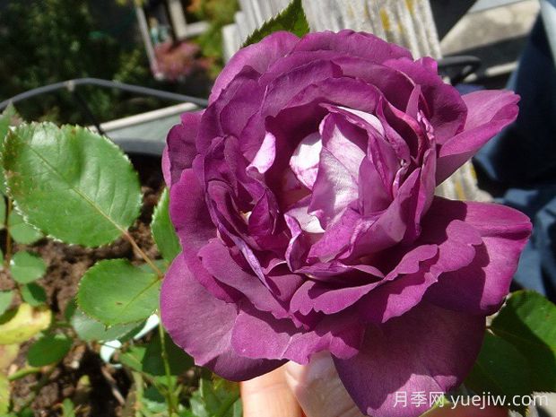哈德斯菲爾德合唱團月季的優(yōu)缺點是什么？(圖1)