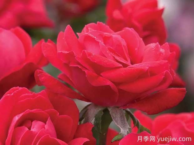 紅色絕代佳人月季的優(yōu)缺點(diǎn)是什么？(圖1)