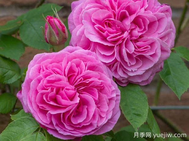 格特魯?shù)陆芑鶢栐录镜膬?yōu)缺點(diǎn)是什么？(圖1)