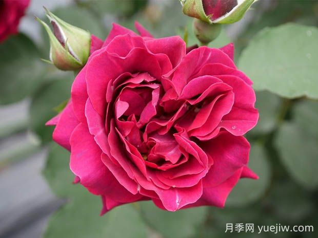 奧德賽月季的優(yōu)缺點是什么？(圖1)