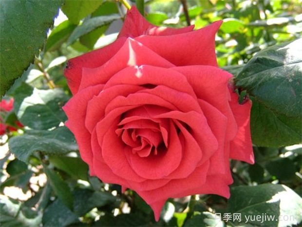 紅衣主教月季的優(yōu)缺點是什么？(圖1)