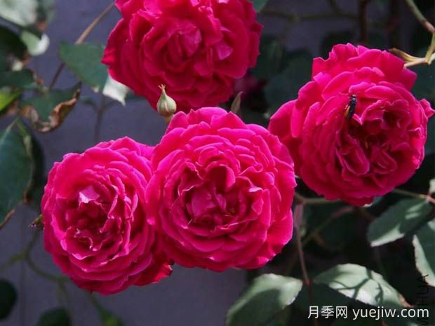 軟香紅月季的優(yōu)缺點是什么？(圖1)