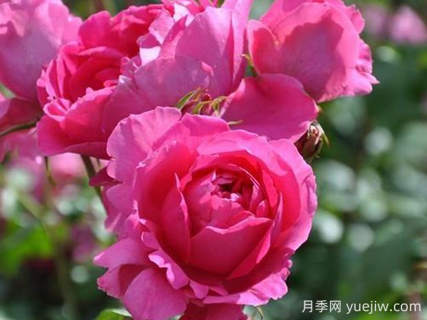 粉云月季的優(yōu)缺點是什么？(圖1)