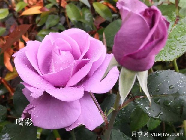 喝彩月季的優(yōu)缺點是什么？(圖1)