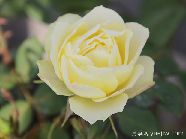 推薦6種綠色系月季品種，清新脫俗，難得一見(圖2)