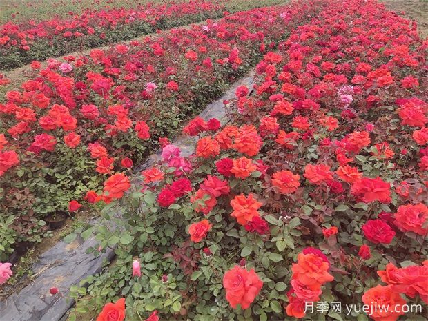 怎樣才能把園林植物水澆好？(圖1)