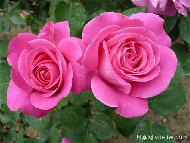 夏天月季總是黃葉？5大原因和補(bǔ)救措施(圖1)