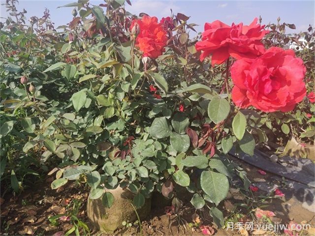 夏天月季總是黃葉？5大原因和補(bǔ)救措施(圖3)