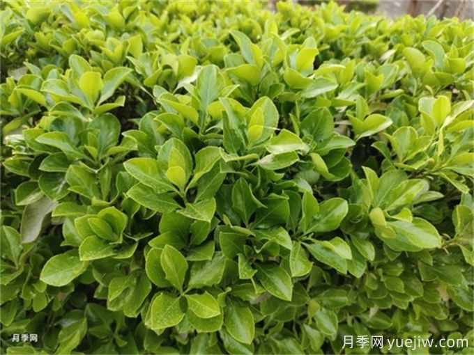 海桐與大葉黃楊，品賞觀葉植物之美(圖1)