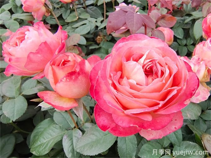 月季夏季養(yǎng)護(hù)，讓月季安全度夏的小秘訣(圖1)